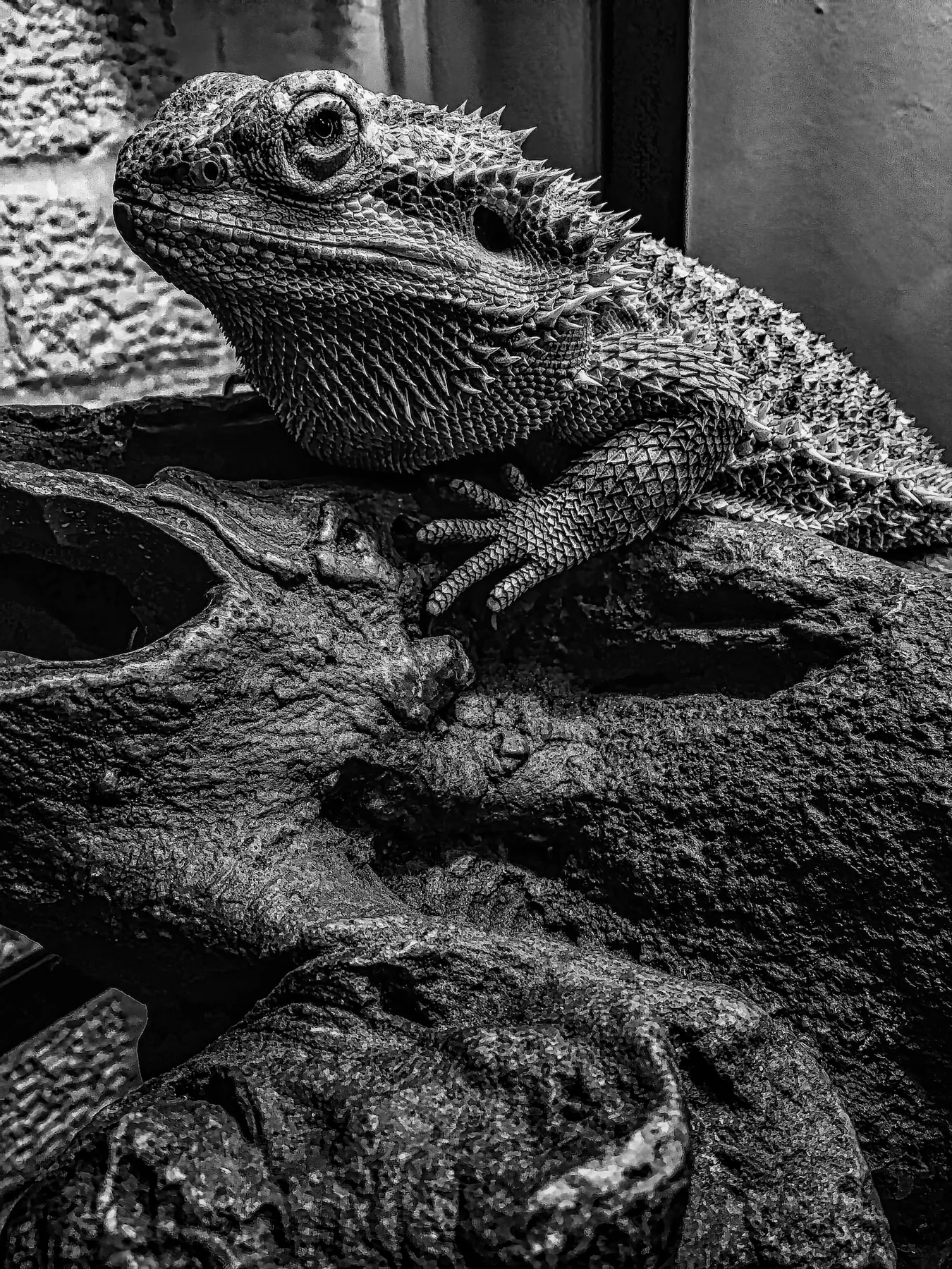 Alligator portrait, eye level