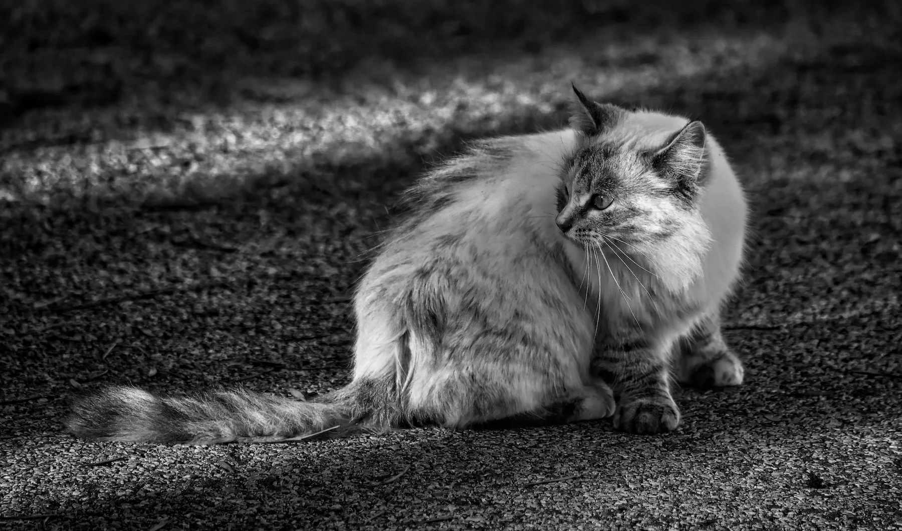 A cat on a path