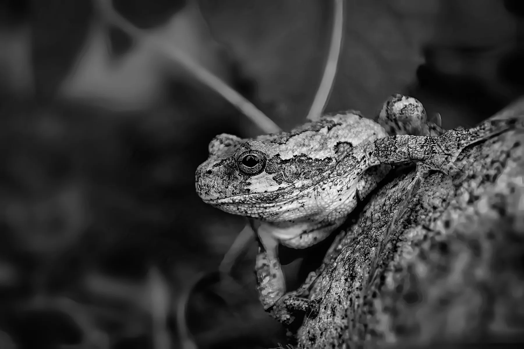 Frog on a log