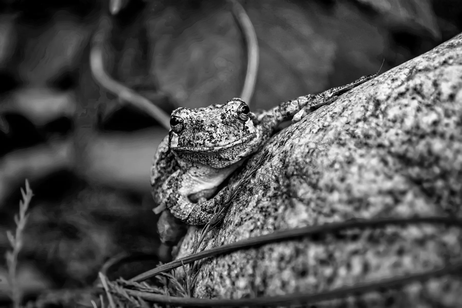 Frog perched
