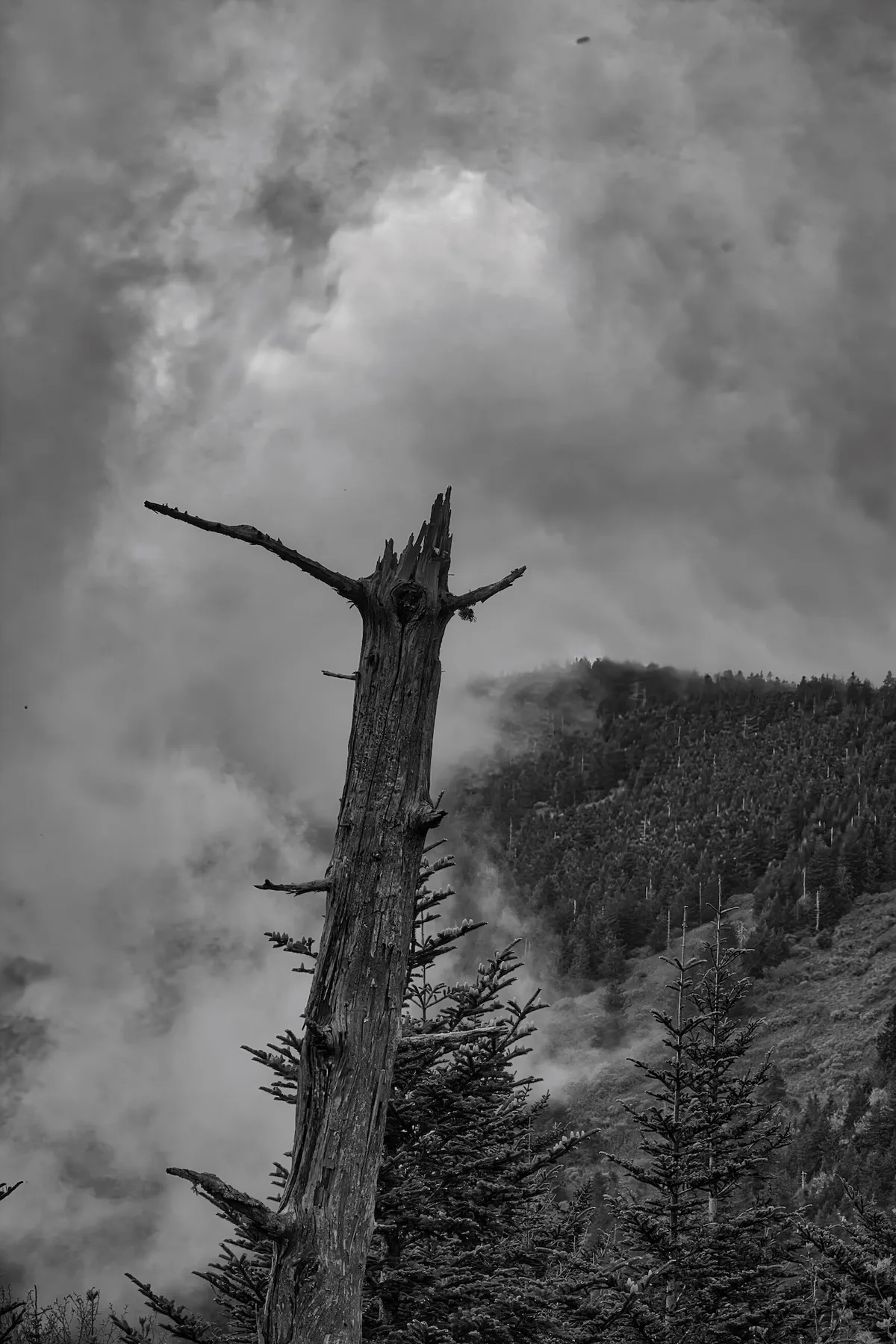 Lone dead tree against mountain