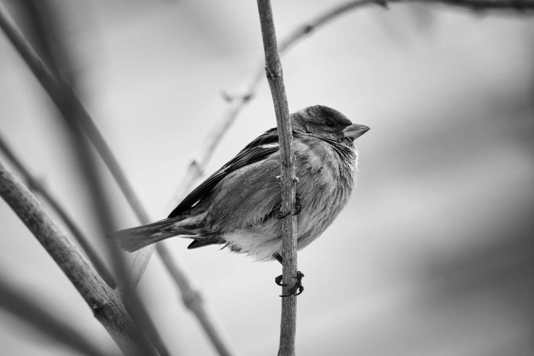 Sparrow on a branch