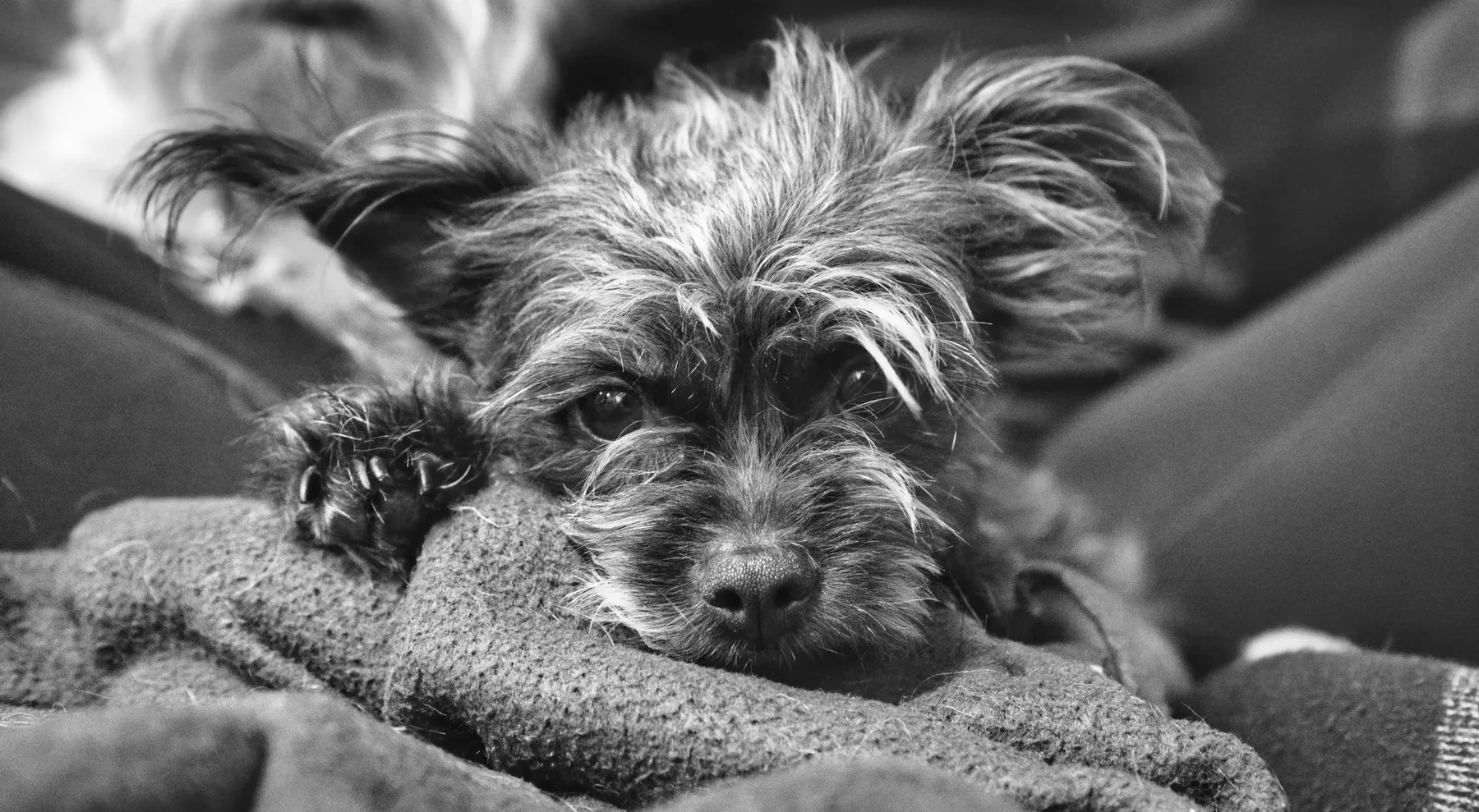 Yorkie close portrait